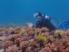 PLTU Jeranjang Rehabilitasi Terumbu Karang Laut Pandanan Pakai Limbah Batu Bara