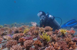 PLTU Jeranjang Rehabilitasi Terumbu Karang Laut Pandanan Pakai Limbah Batu Bara