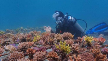 PLTU Jeranjang Rehabilitasi Terumbu Karang Laut Pandanan Pakai Limbah Batu Bara