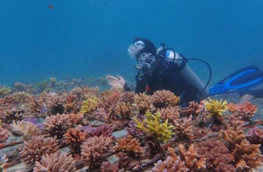 PLTU Jeranjang Rehabilitasi Terumbu Karang Laut Pandanan Pakai Limbah Batu Bara