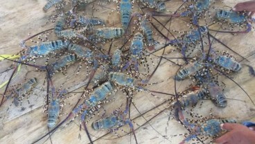 KKP Gagalkan Penyelundupan Ribuan Ekor Benih Lobster Senilai Rp7,4 Miliar