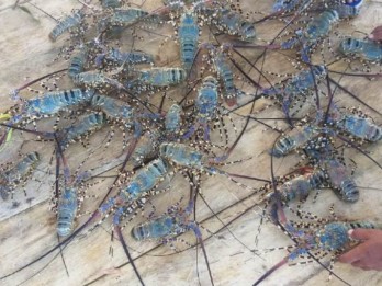 KKP Gagalkan Penyelundupan Ribuan Ekor Benih Lobster Senilai Rp7,4 Miliar