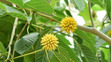 Resmi! Pemerintah RI Buka Keran Ekspor Kratom