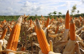 Ngawi Produksi Jagung 229.146 Ton