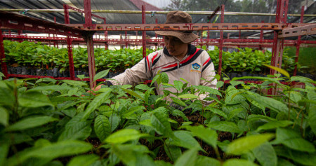 Pekerja melakukan perawatan bibit tanaman hutan di Kota Padang, Senin (6/11/2023). / Bisnis-Muhammad Noli Hendra