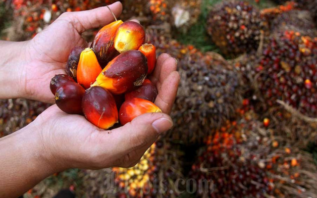Sambut La Nina, Harga CPO Agak Mendingin