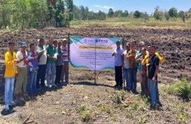 Varietas Jagung Raja R7 Mampu Hasilkan 12 Ton/Hektare