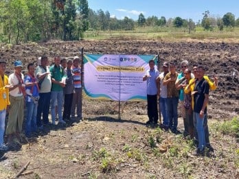 Varietas Jagung Raja R7 Mampu Hasilkan 12 Ton/Hektare