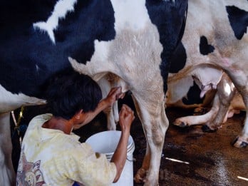 Fakta Susu Ikan yang Kandungan Gizinya Dinilai Lebih Tinggi dari Susu Sapi