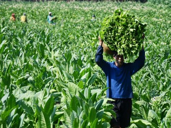 Asosiasi Petani Temui Kementan, Tolak Kemasan Polos Produk Tembakau