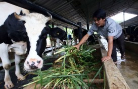 Program Makan Bergizi Gratis: RI Jor-joran Impor Sapi dan Buat Megafarm