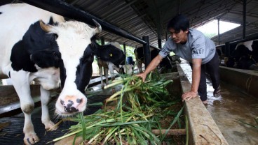 Program Makan Bergizi Gratis: RI Jor-joran Impor Sapi dan Buat Megafarm