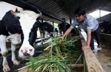 Program Makan Bergizi Gratis: RI Jor-joran Impor Sapi dan Buat Megafarm