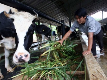 Program Makan Bergizi Gratis: RI Jor-joran Impor Sapi dan Buat Megafarm