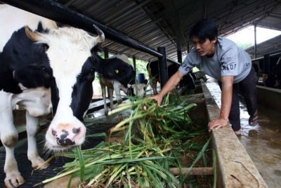 Program Makan Bergizi Gratis: RI Jor-joran Impor Sapi dan Buat Megafarm