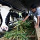 Program Makan Bergizi Gratis: RI Jor-joran Impor Sapi dan Buat Megafarm