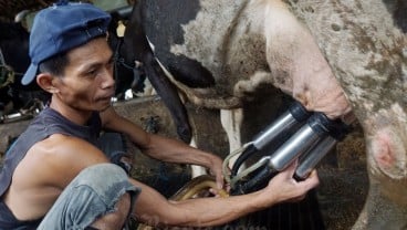 Sederet Kelebihan Susu Ikan dibandingkan Susu Sapi Menurut PB IDI