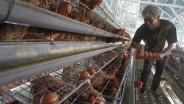 Badan Pangan Nasional Umumkan Harga Telur Ayam Naik dan Beras Turun per 15 September 2024