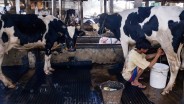 Genjot Produksi Susu, RI Bakal Impor 100.000 Ekor Sapi dari Brasil