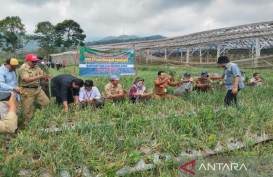 Batang Pacu Produktivitas Bawang Merah