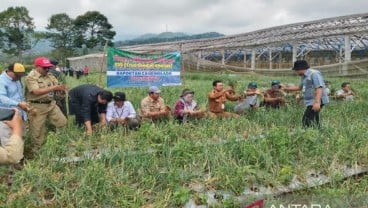 Batang Pacu Produktivitas Bawang Merah