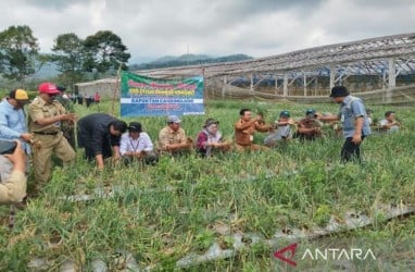 Batang Pacu Produktivitas Bawang Merah