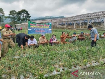 Batang Pacu Produktivitas Bawang Merah