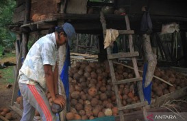 Harga Kopra Hitam Meningkat Menjadi Rp12.000 per Kg