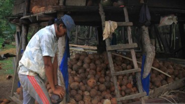 Harga Kopra Hitam Meningkat Menjadi Rp12.000 per Kg