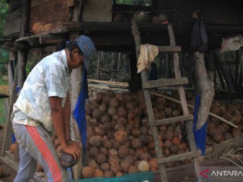 Harga Kopra Hitam Meningkat Menjadi Rp12.000 per Kg