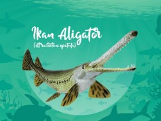 Terungkap! Ini Alasan Ikan Alligator Gar Dilarang Dipelihara di Indonesia