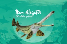 Terungkap! Ini Alasan Ikan Alligator Gar Dilarang Dipelihara di Indonesia