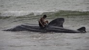 5 Ekor Ikan Hiu Paus Ditemukan Terdampar di Pantai Wilayah Pesisir Selatan Sumbar