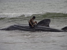 5 Ekor Ikan Hiu Paus Ditemukan Terdampar di Pantai Wilayah Pesisir Selatan Sumbar