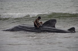 5 Ekor Ikan Hiu Paus Ditemukan Terdampar di Pantai Wilayah Pesisir Selatan Sumbar