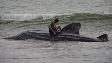 5 Ekor Ikan Hiu Paus Ditemukan Terdampar di Pantai Wilayah Pesisir Selatan Sumbar