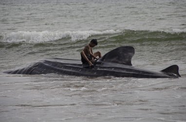 5 Ekor Ikan Hiu Paus Ditemukan Terdampar di Pantai Wilayah Pesisir Selatan Sumbar