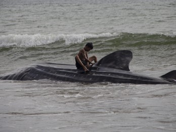 5 Ekor Ikan Hiu Paus Ditemukan Terdampar di Pantai Wilayah Pesisir Selatan Sumbar