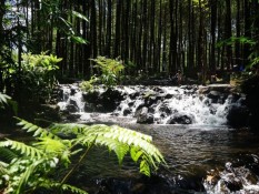 Hutan Pinus Poncosumo Lumajang Tawarkan Pesona Alam