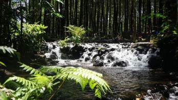 Hutan Pinus Poncosumo Lumajang Tawarkan Pesona Alam