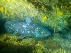 Ikan Purba yang Dianggap Telah Punah 60 Juta Tahun Lalu, Muncul Lagi