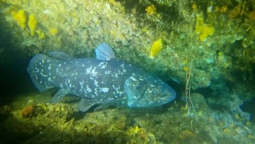 Ikan Purba yang Dianggap Telah Punah 60 Juta Tahun Lalu, Muncul Lagi