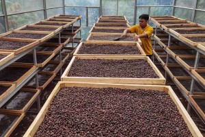 Harga Jual Biji Kopi Robusta Di Tingkat Petani Naik Hingga 50%