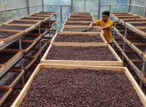 Harga Jual Biji Kopi Robusta Di Tingkat Petani Naik Hingga 50%