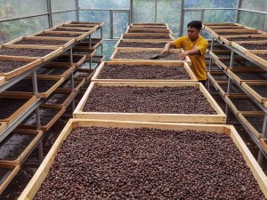 Harga Jual Biji Kopi Robusta Di Tingkat Petani Naik Hingga 50%