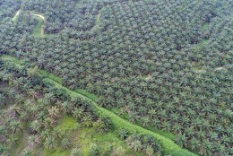 Harga TBS Sawit Riau Turun Tipis Jadi Rp3.172,24/Kg