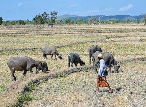 Potensi Kekeringan di Wilayah NTB Piprediksi Meluas