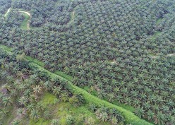 Astra Agro Lestari (AALI) Serap Capex Rp379 Miliar, Fokus Replanting