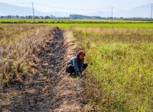 Kekeringan Melanda Kabupaten Bandung, Sebanyak 856 Hektare Sawah Terancam Gagal Panen