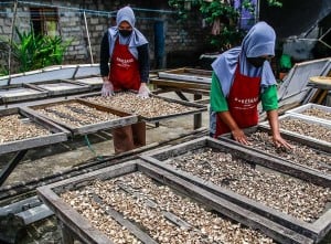 Kopi Rempah Menjadi Oleh-Oleh Khas Ternate